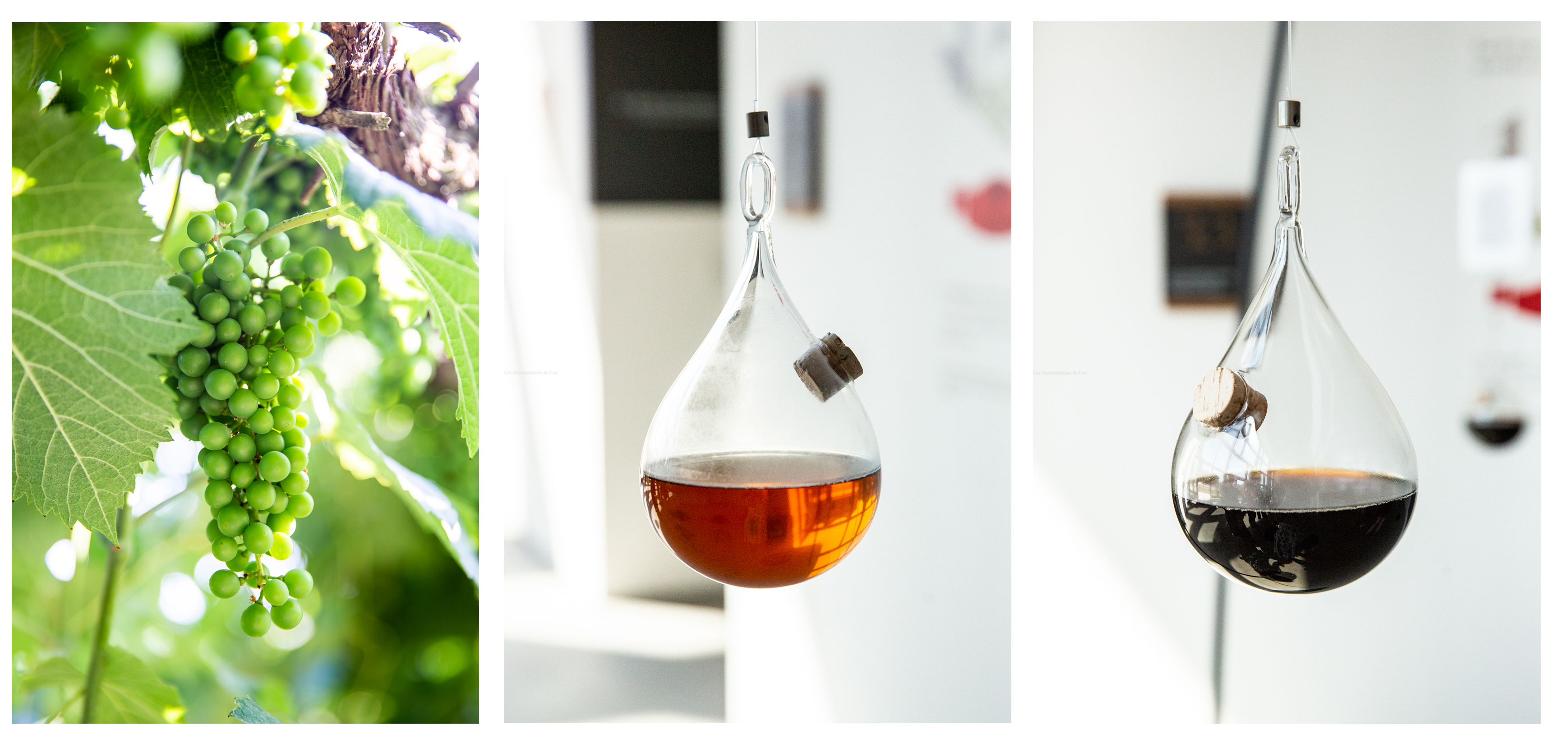 A la découverte du Vinaigre Balsamique de Modene IGP